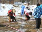 30.03.2013 на моно породной выставке в г.Петрозаводск - 1 БП и Лучший бебик